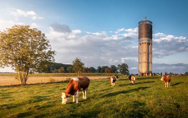 Kühe Grasen auf Grünland vor einem Wasserturm